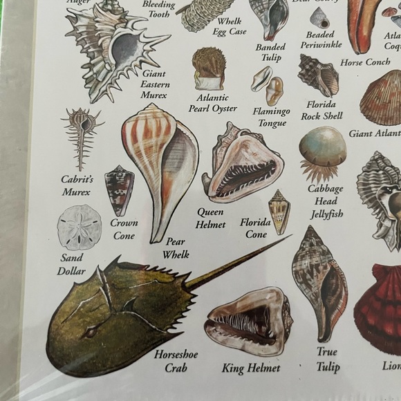 New Shells of the South Atlantic Coast Heritage Puzzle New In Box - Picture 6 of 6